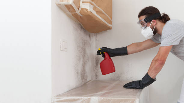 Professional Black Mold Removal technician working in Easton, PA