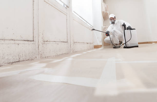 24/7 Emergency Black Mold Removal experts in Easton, PA