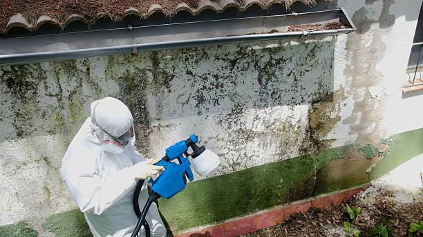 Trusted Mold Removal service in Easton, PA - Cheap Mold Removal